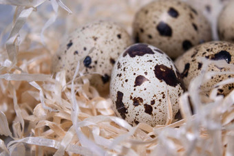 关闭鹌鹑鸡蛋巢干草复制空间广告食物餐厅菜单设计复活节鸡蛋