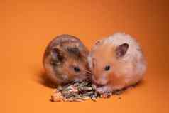 棕色（的）米色仓鼠鼠标吃食物啮齿动物孤立的橙色背景宠物害虫