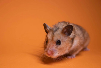 棕色（的）仓鼠鼠标孤立的橙色背景宠物<strong>害虫</strong>