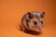 棕色（的）仓鼠鼠标孤立的橙色背景宠物害虫