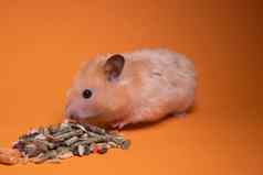 米色仓鼠鼠标吃食物啮齿动物孤立的橙色背景宠物害虫