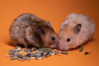 棕色（的）米色仓鼠鼠标吃食物啮齿动物孤立的橙色背景宠物<strong>害虫</strong>