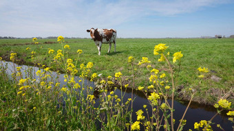 发现了牛黄色的春天花草地utrecht干酪荷兰