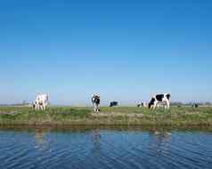 黑色的白色发现了荷斯坦小牛绿色长满草的草地蓝色的天空荷兰