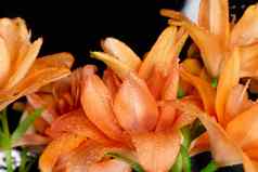 花橙色百合属植物球茎