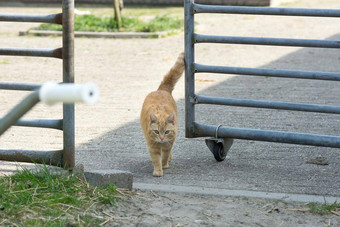 橙色虎斑农场猫<strong>走马</strong>炉篦