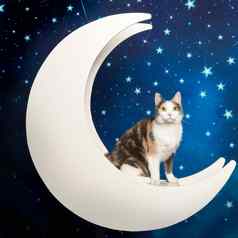 五彩缤纷的国内猫月亮布满星星的背景