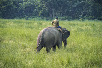 mahout<strong>大象</strong>骑手骑女<strong>大象</strong>