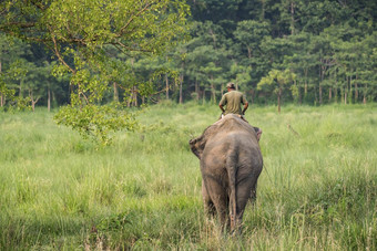 mahout<strong>大象</strong>骑手骑女<strong>大象</strong>