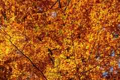 秋天树叶金叶子纹理背景