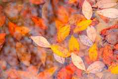 秋天黄色的叶子水坑背景秋天背景横幅秋天秋天叶子自然