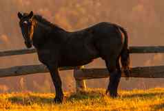黑色的马肖像日落日出