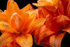 花百合属植物橙色各种