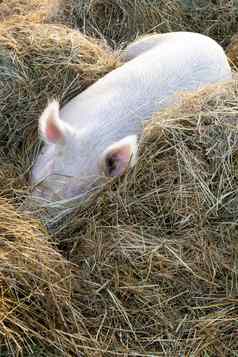 休息猪稻草床上