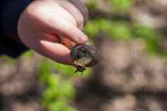 生活大蜗牛孩子的手持有小心翼翼地检查蜗牛手