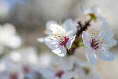 自然春天分支白色春天花树开花树盛开的景观背景明信片横幅海报