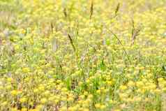 草地场新鲜的草黄色的花夏天春天自然景观盛开的景观背景明信片横幅海报