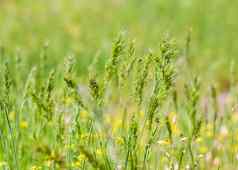 草地场新鲜的草黄色的花夏天春天自然景观盛开的景观背景明信片横幅海报