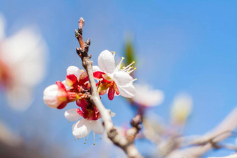 自然<strong>春</strong>天分支白色<strong>春</strong>天花树开花树盛开的景观背景明信片横幅<strong>海报</strong>