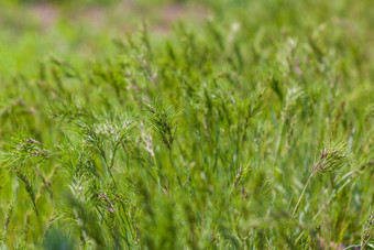 草地场新鲜的多汁的绿色草夏天春天自然景观绿色景观背景明信片横幅海报