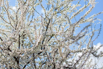 自然春天分支白色春天花树开花树盛开的景观背景明信片横幅海报