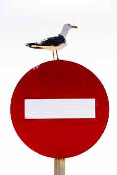 海鸥站红色的被禁止的信号
