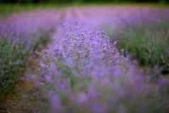 紫罗兰色的盛开的薰衣草补丁农村农田
