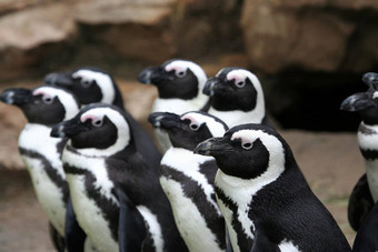 有趣的企鹅集团
