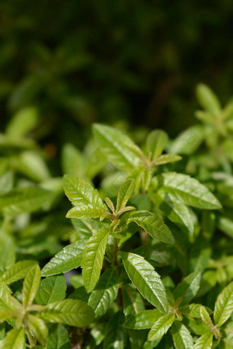 柠檬马鞭草属