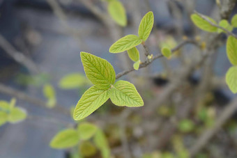 荚莲属的植物alleghany