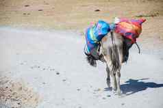 驴携带货物石头路径marcahuasi