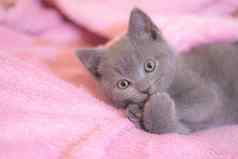 英国小猫睡觉粉红色的毯子可爱的小猫杂志封面宠物灰色小猫休息