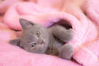 英国小猫睡觉粉红色的毯子可爱的小猫杂志封面宠物灰色小猫休息