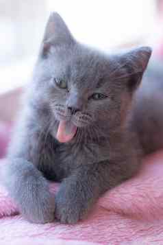 英国小猫说谎窗台上可爱的小猫杂志封面宠物灰色小猫小猫窗口
