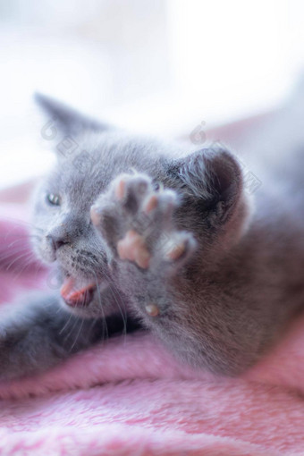 英国小猫说谎窗台上可爱的小猫杂志封面宠物灰色小猫小猫窗口