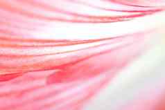 宏背景粉红色的花花瓣花背景自然条纹花瓣复制空间粉红色的背景