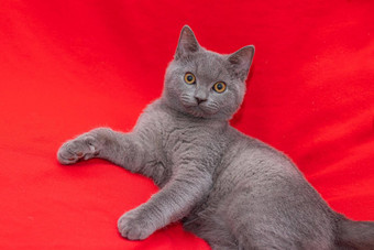 灰色烟雾缭绕的毛茸茸的猫品种英国相机红色的背景概念工作室摄影文章广告宠物有爱心的