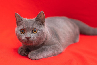 灰色烟雾缭绕的毛茸茸的猫品种英国相机红色的背景概念工作室摄影文章广告宠物有爱心的