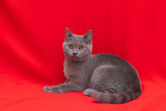 灰色烟雾缭绕的毛茸茸的猫品种英国相机红色的背景概念工作室摄影文章广告宠物有爱心的复制空间
