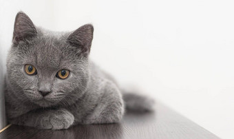 灰色烟雾缭绕的毛茸茸的英国猫相机白色背景空间文本概念工作室摄影文章广告宠物有爱心的