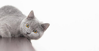 灰色烟雾缭绕的毛茸茸的英国猫相机白色背景空间文本概念工作室<strong>摄影</strong>文章<strong>广告</strong>宠物有爱心的