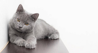 灰色烟雾缭绕的毛茸茸的英国猫相机白色背景空间文本概念<strong>工作室摄影</strong>文章广告宠物有爱心的