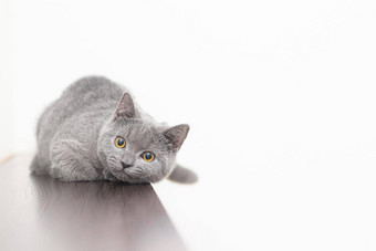 灰色烟雾缭绕的毛茸茸的英国猫相机白色背景空间文本概念工作室摄影文章广告宠物有爱心的