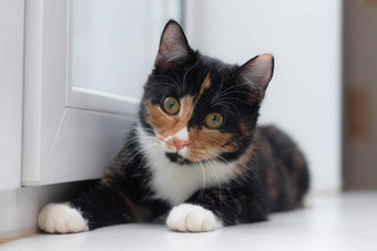 美丽的彩色的猫坐着窗台上窗口文章宠物文章动物类