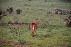 乌干达羚羊默奇森瀑布乌干达