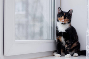 美丽的彩色的猫坐着窗台上窗口文章宠物文章动物类