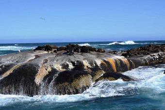 集团海狮子岩石潜水员岛