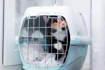 猫坐在航空公司动物宠物运输动物文章动物运输成人龟甲猫