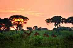 乌干达羚羊日出女王伊丽莎白乌干达
