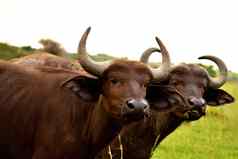 特写镜头非洲水牛放牧非洲萨凡纳